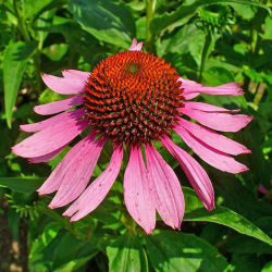 Coneflower, Purple